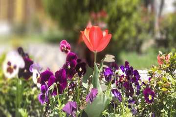 بهار دانشگاه 1399